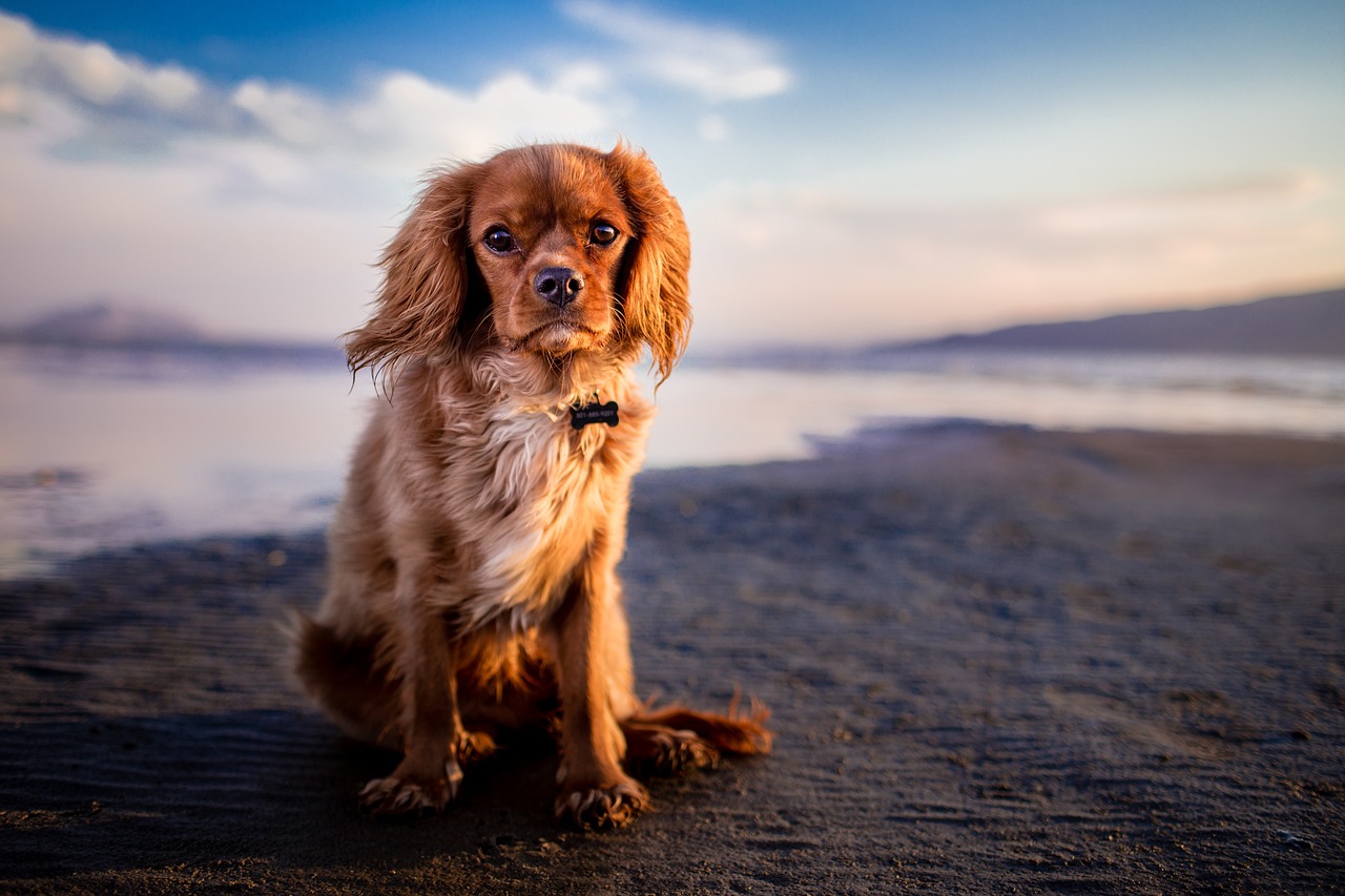 llevar un perro a la playa