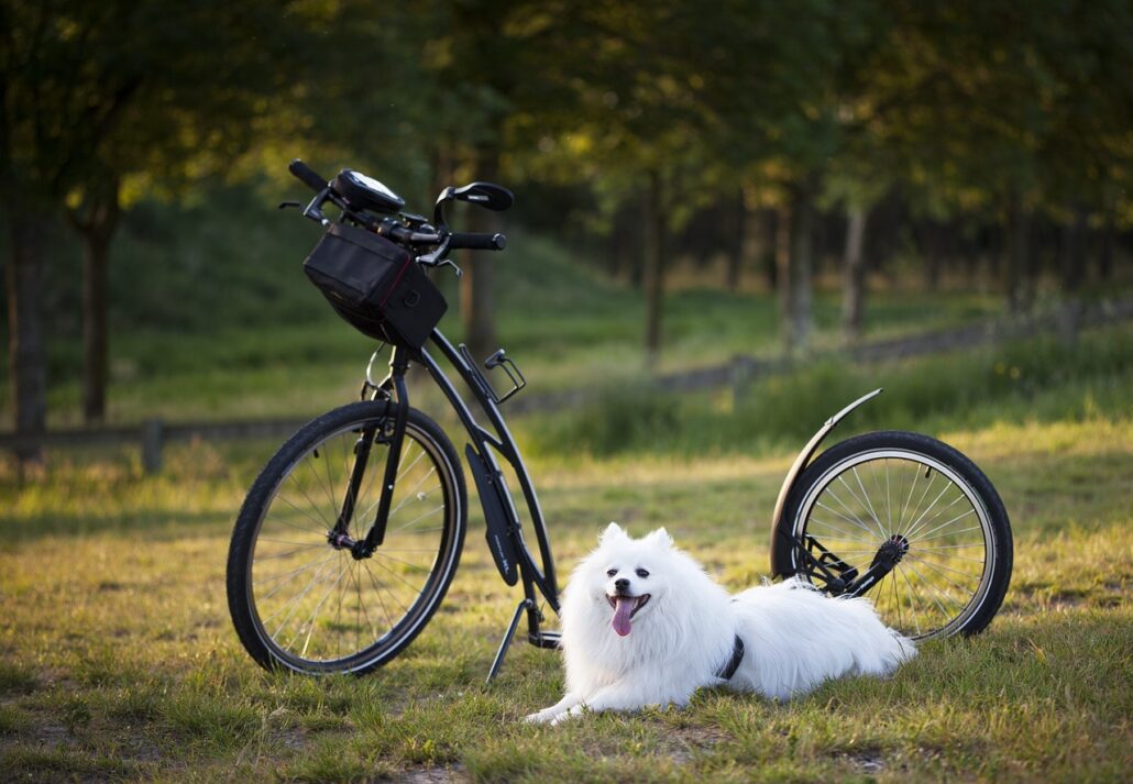 bicicleta con tu perro