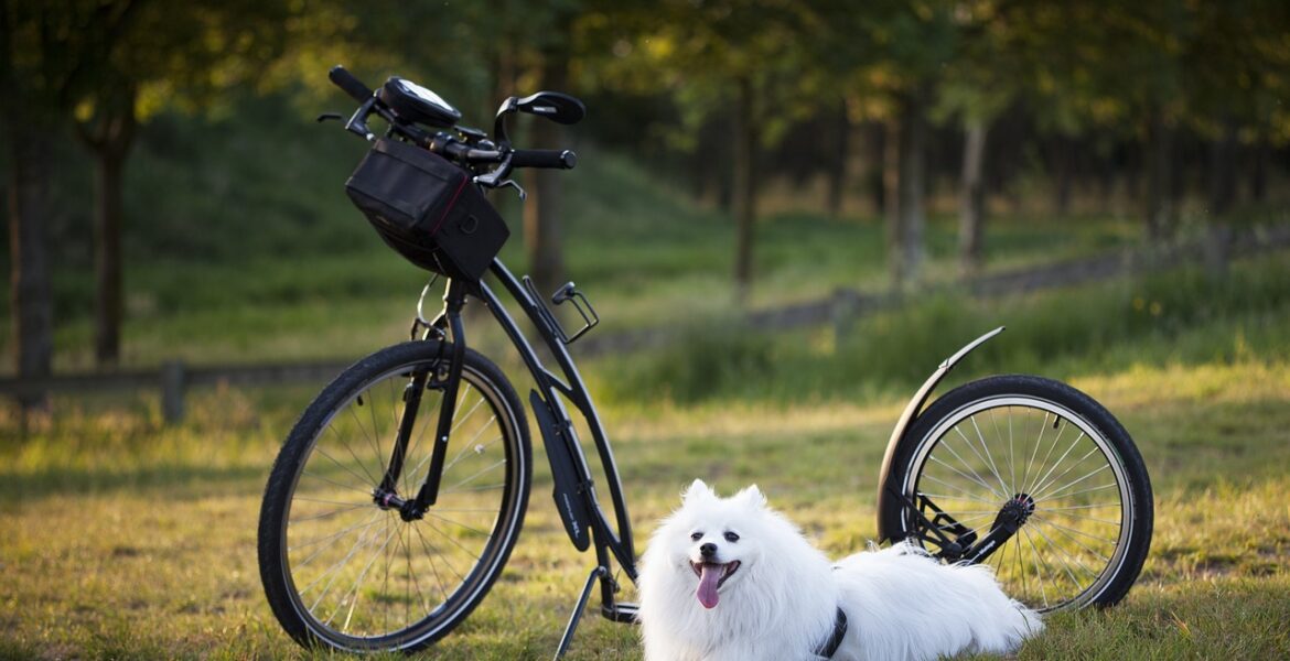 bicicleta con tu perro