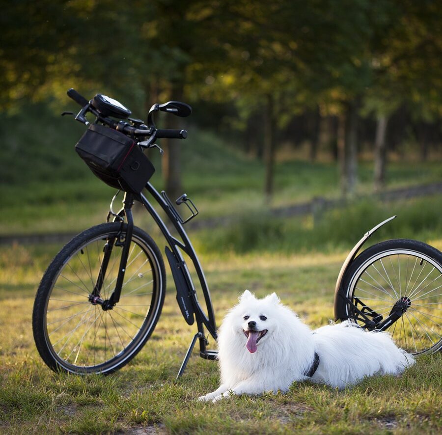 bicicleta con tu perro
