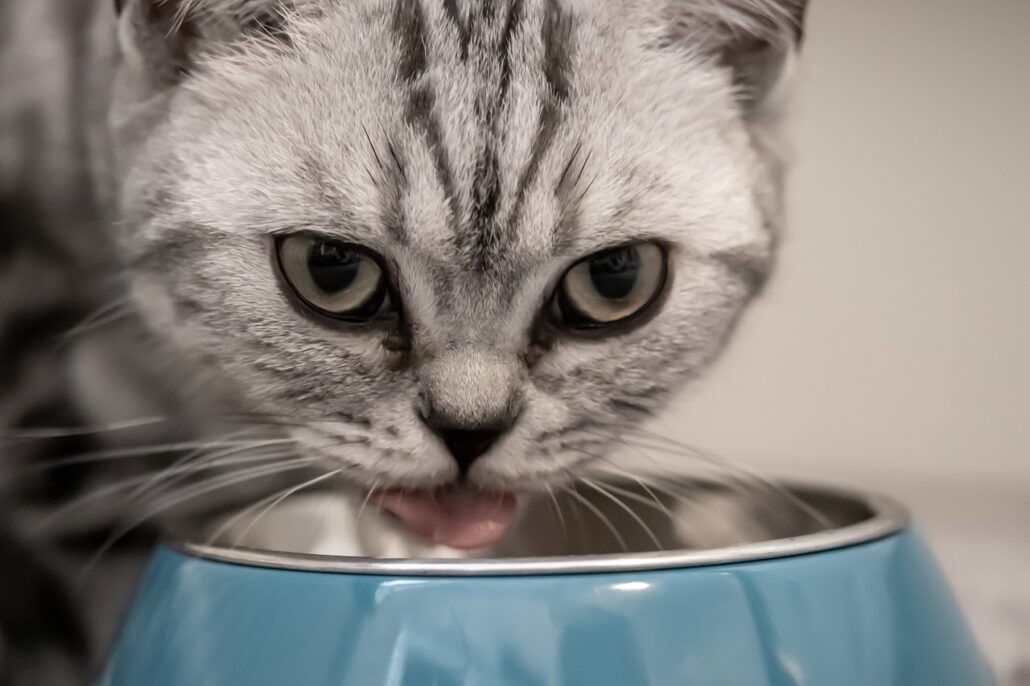alimentos preferidos de los gatos