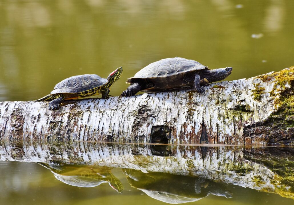 especies de reptiles