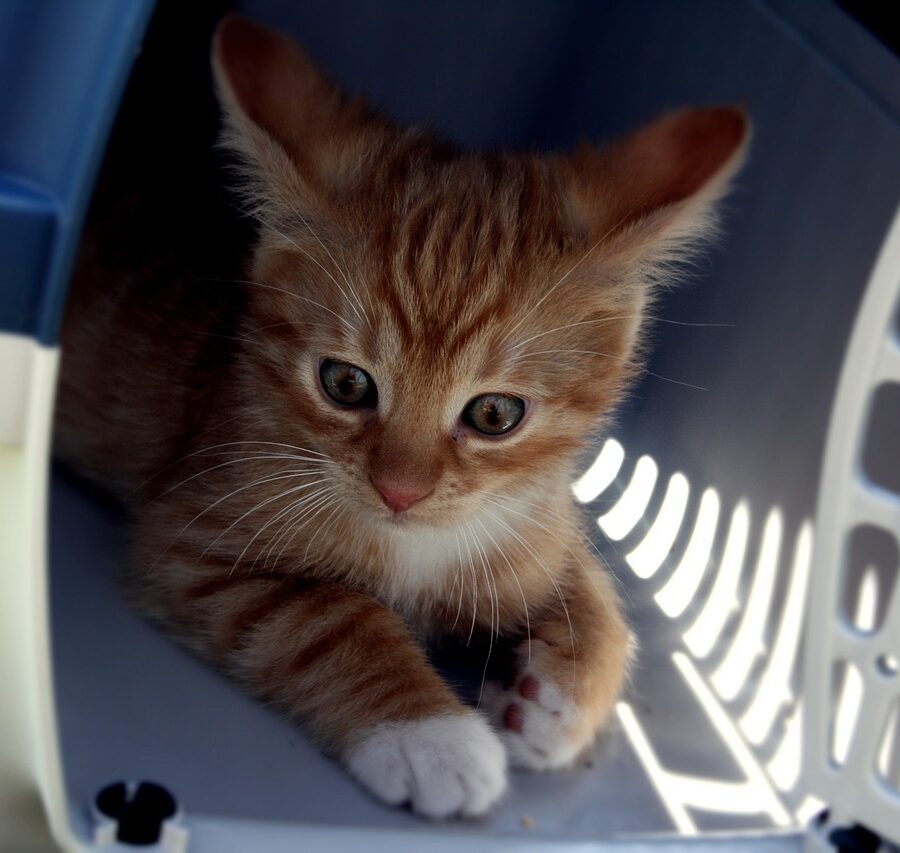 estrés de tu gato