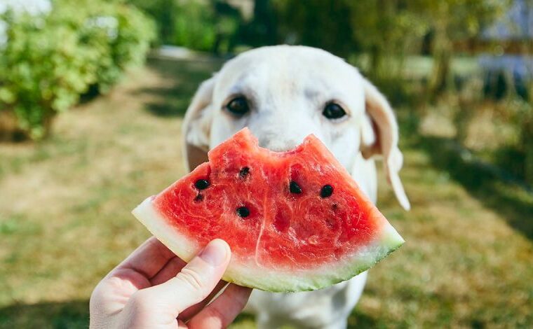 frutas que puede comer tu perro