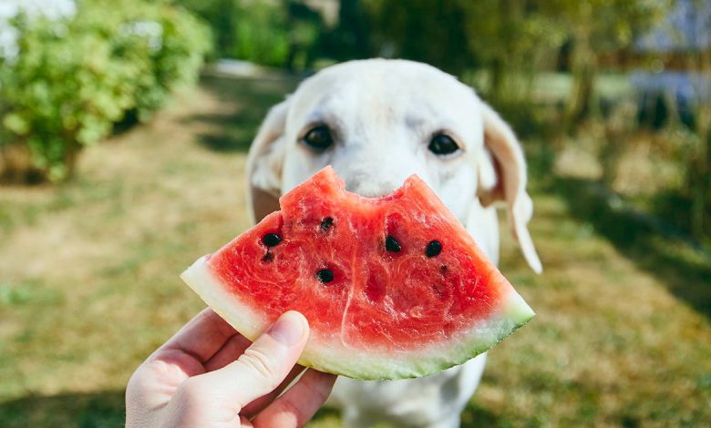 frutas que puede comer tu perro