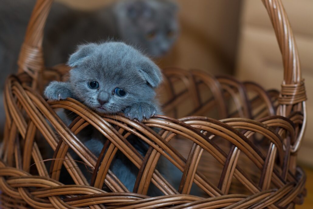 gatito recién destetado