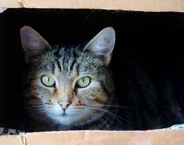 gato ama las cajas