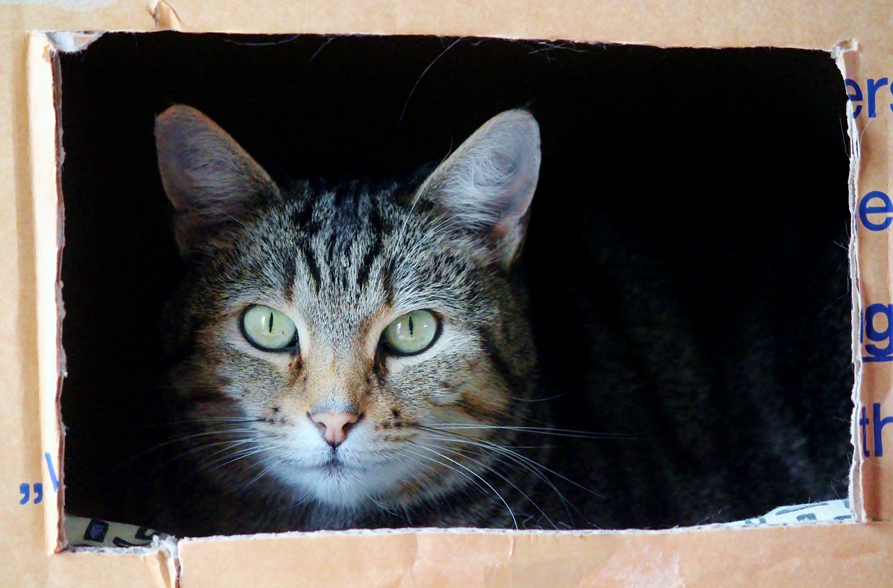 gato ama las cajas