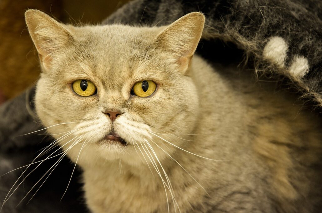 gato en su edad senior