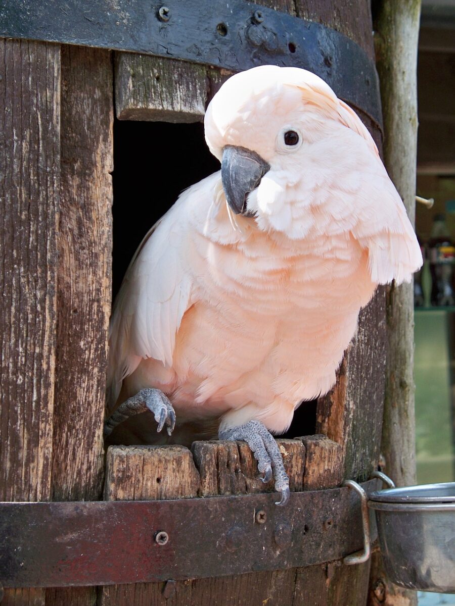 las cacatúas