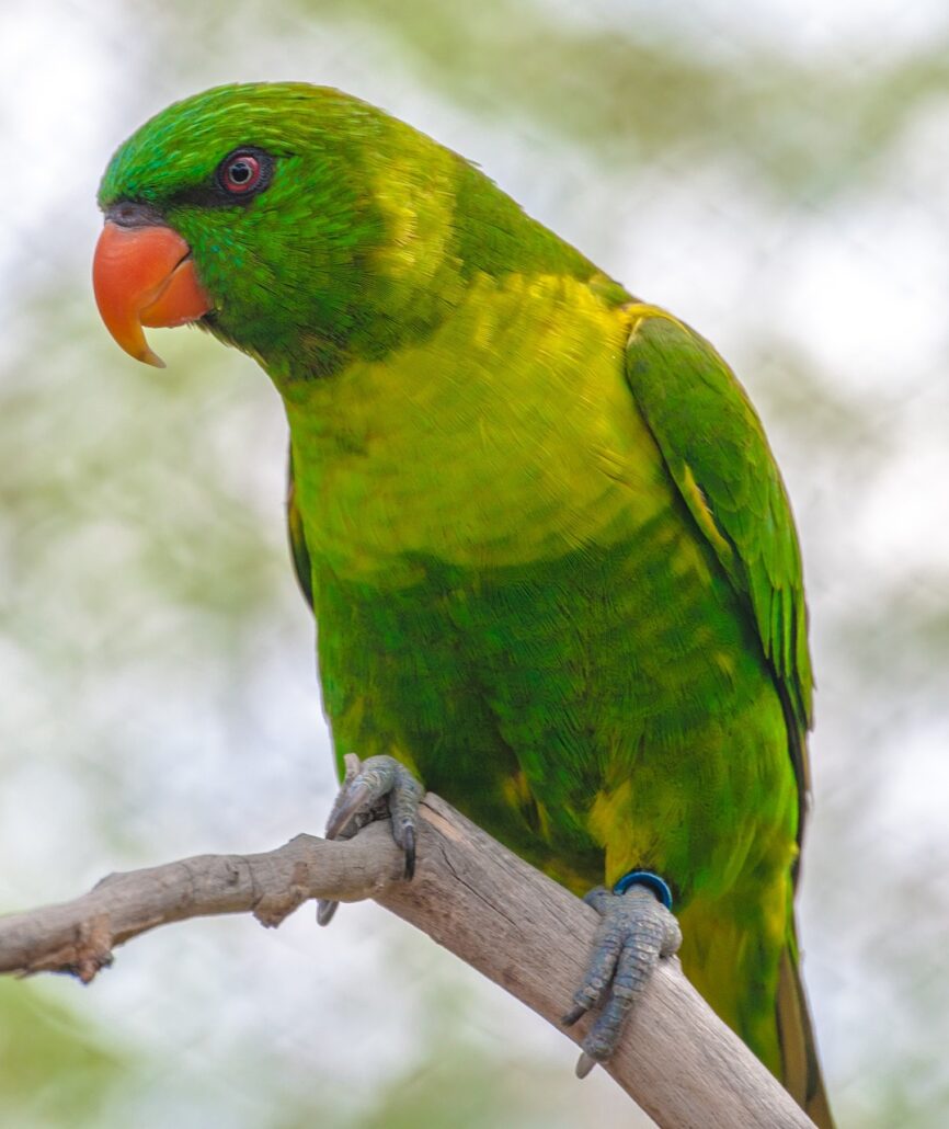 loro agresivo