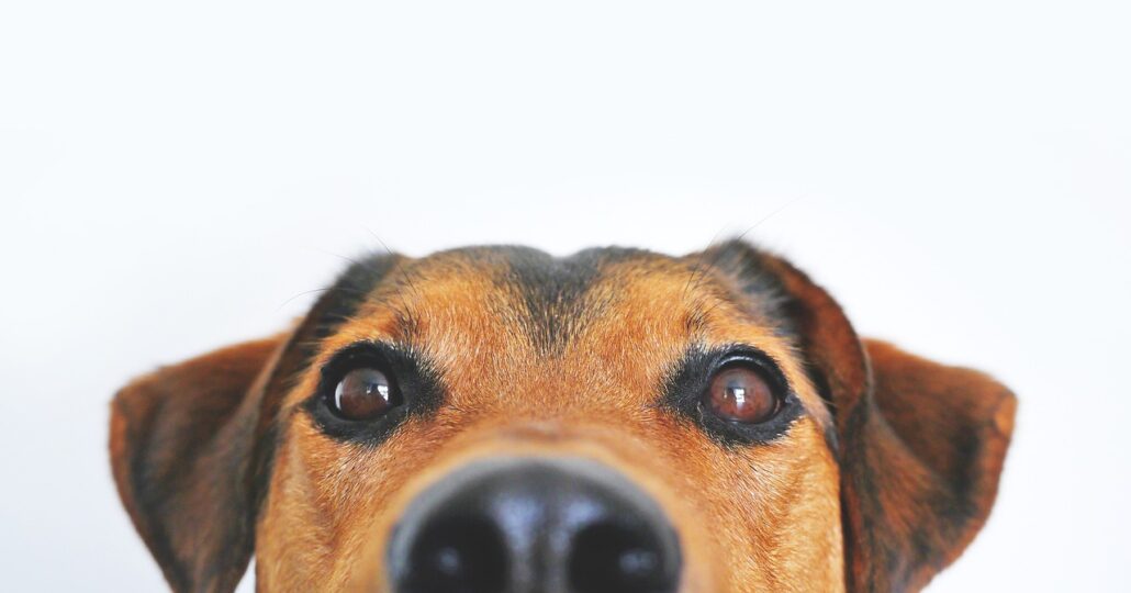 nariz de los perros