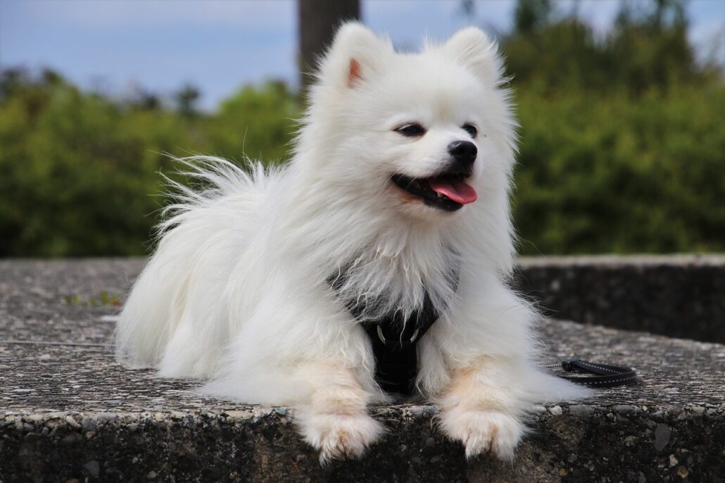 perros pomerania