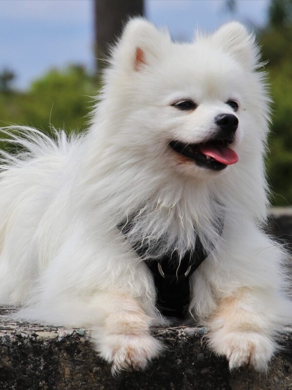 perros pomerania