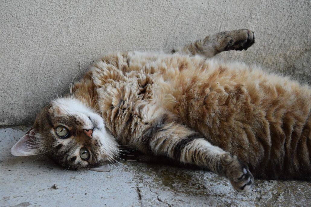 sobrepeso en tu gatito