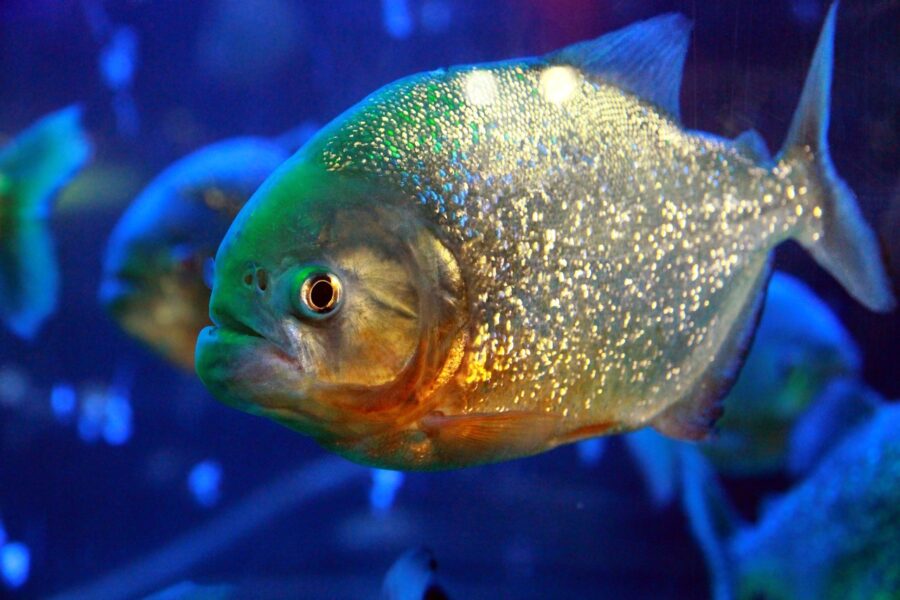 Pirañas en un acuario