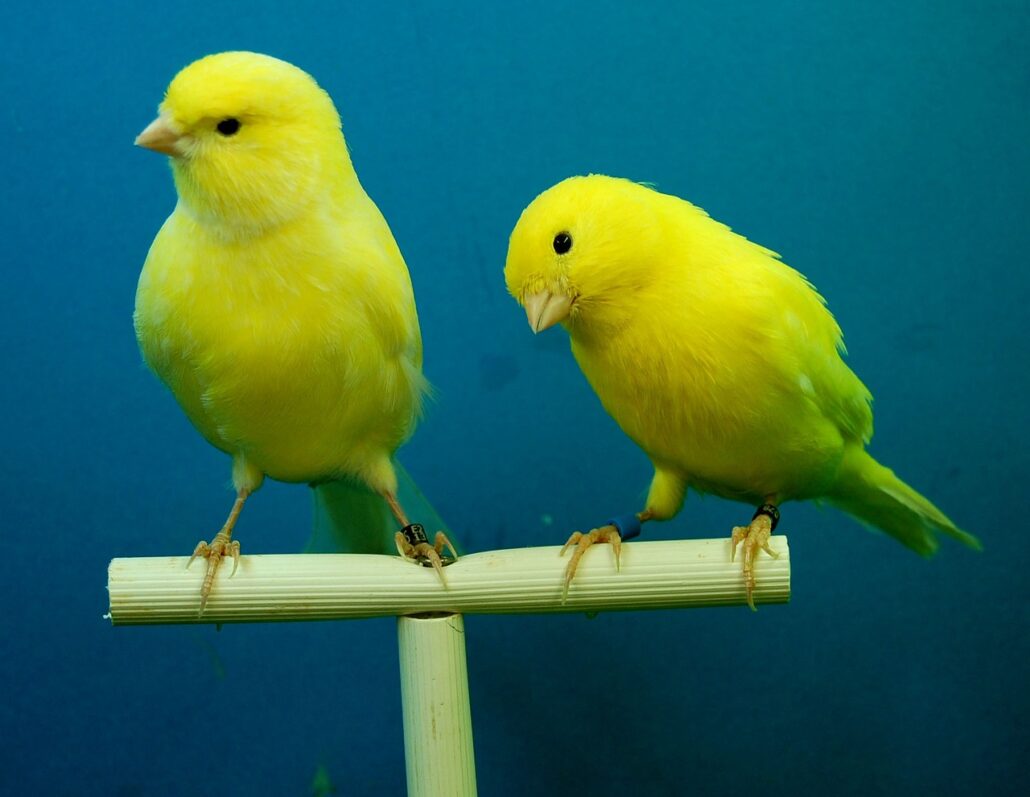 cantar a un canario