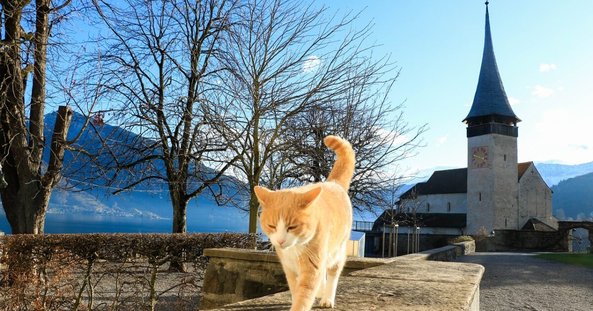 ¿por Qué Se Escapan Los Gatos Mundo Cachorro