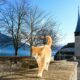 escapan los gatos