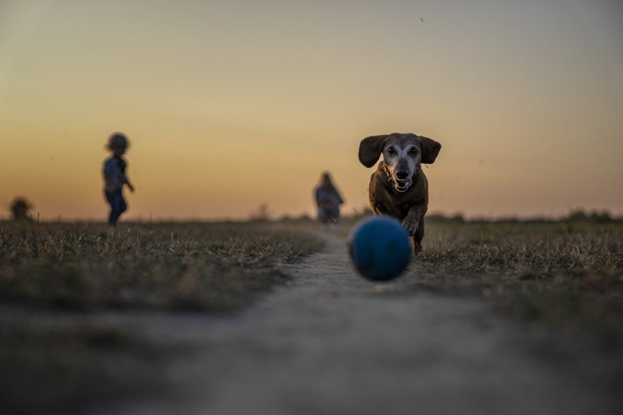 levantar el ánimo de un perro