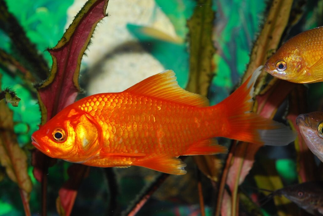peces goldfish