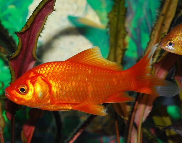 peces goldfish