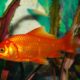 peces goldfish