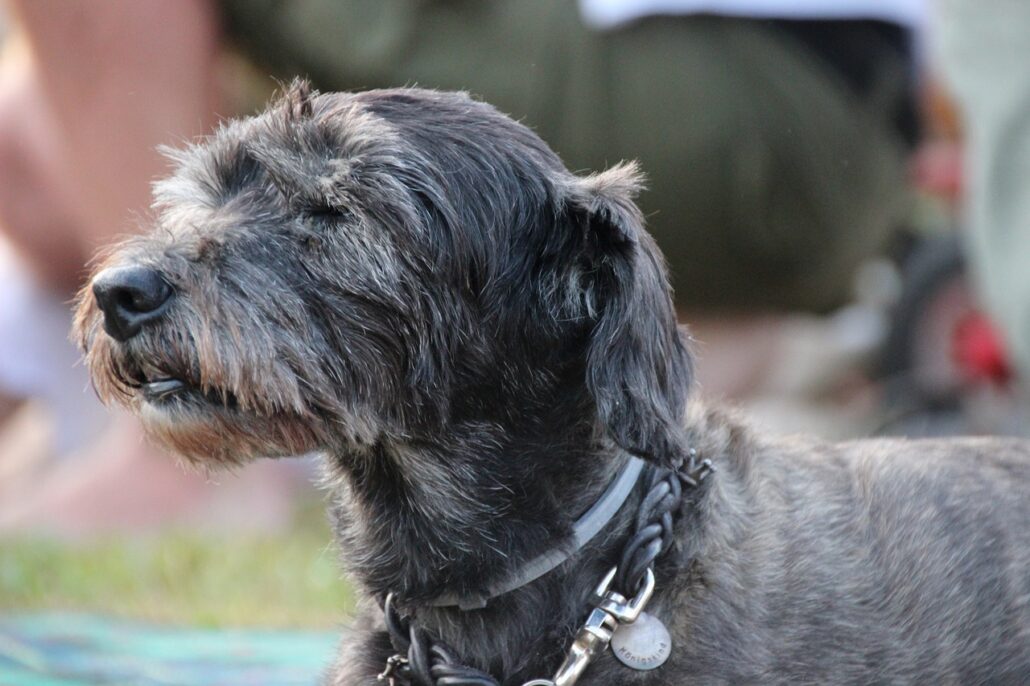 perro senior