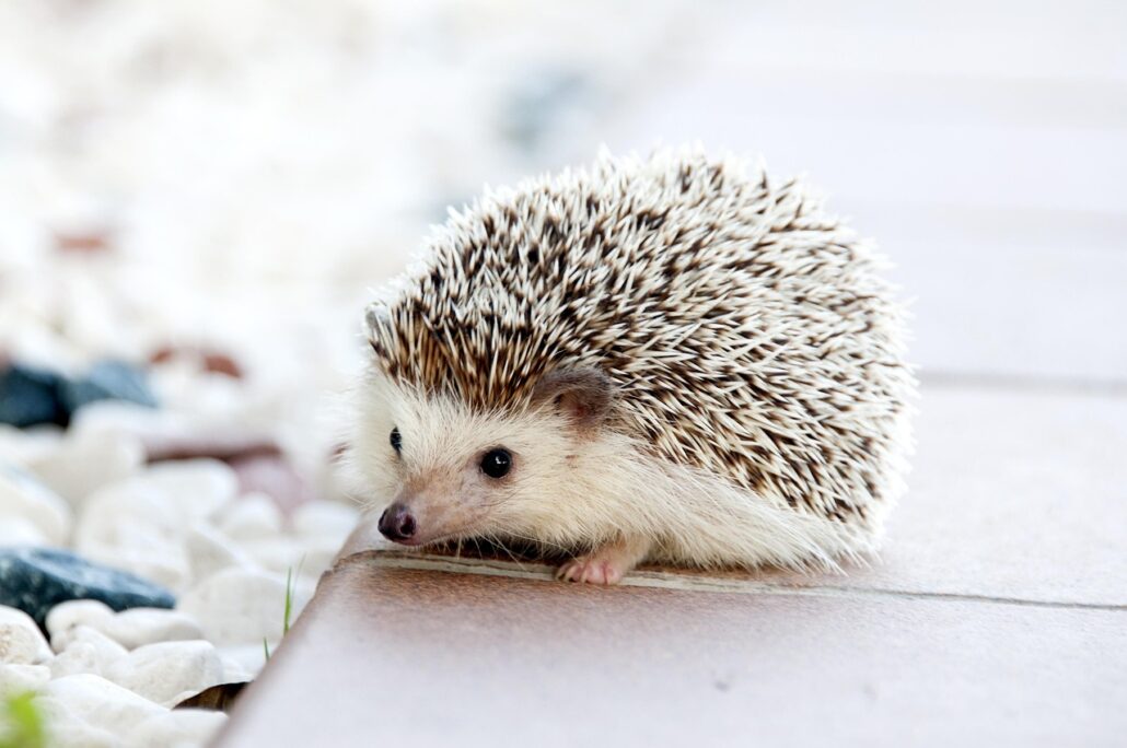 erizo de mascota