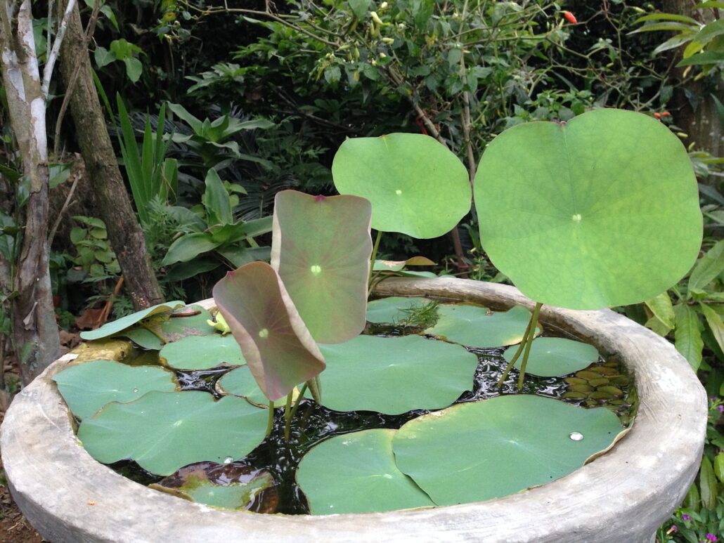 estanque con peces