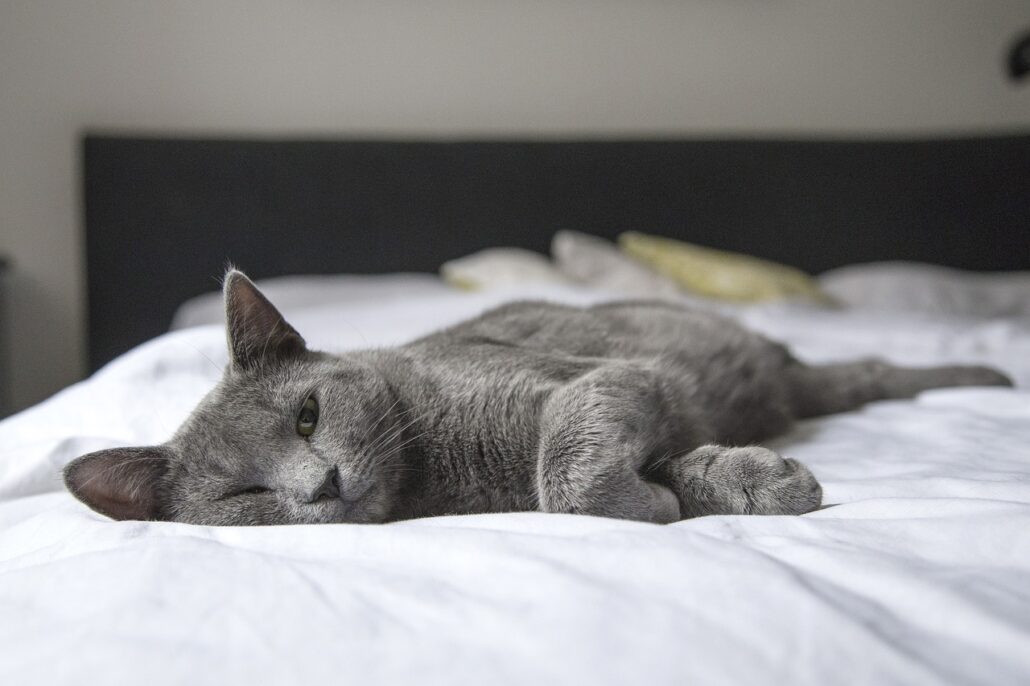 gato se suba a tu cama