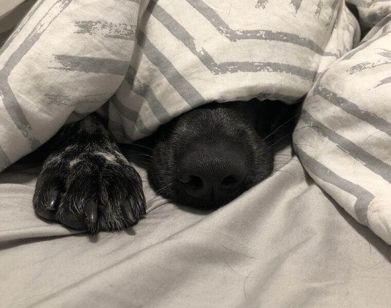 dormir con un perro