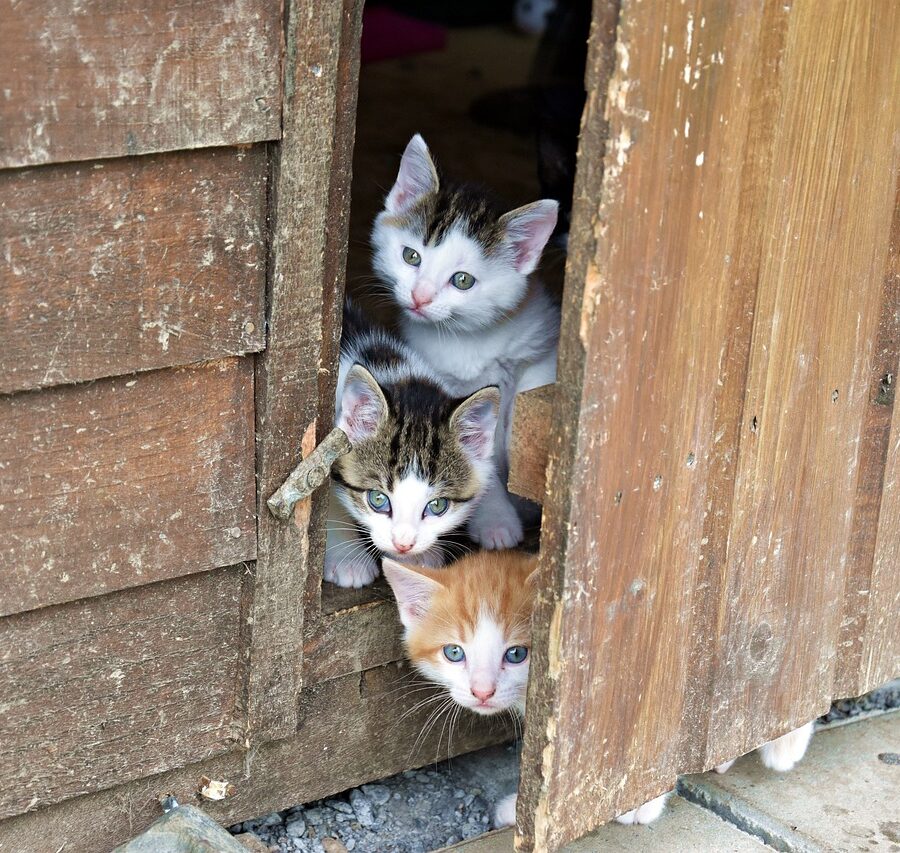 gato bebé