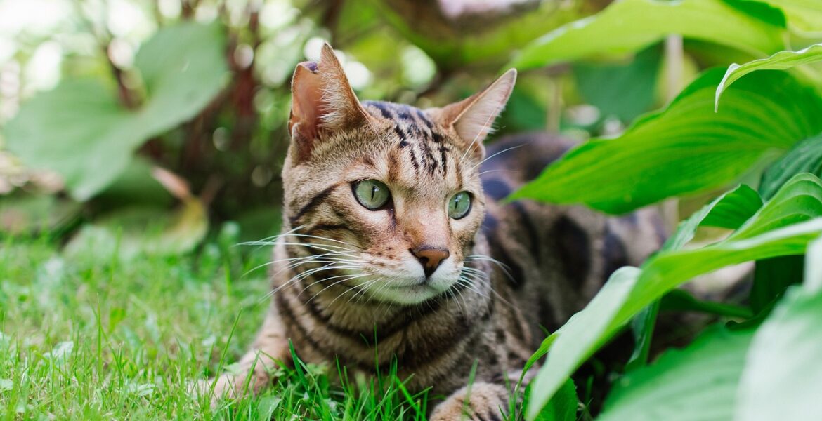 ¿cuáles Son Las Razas Más Populares De Gatos Mundo Cachorroemk 0243