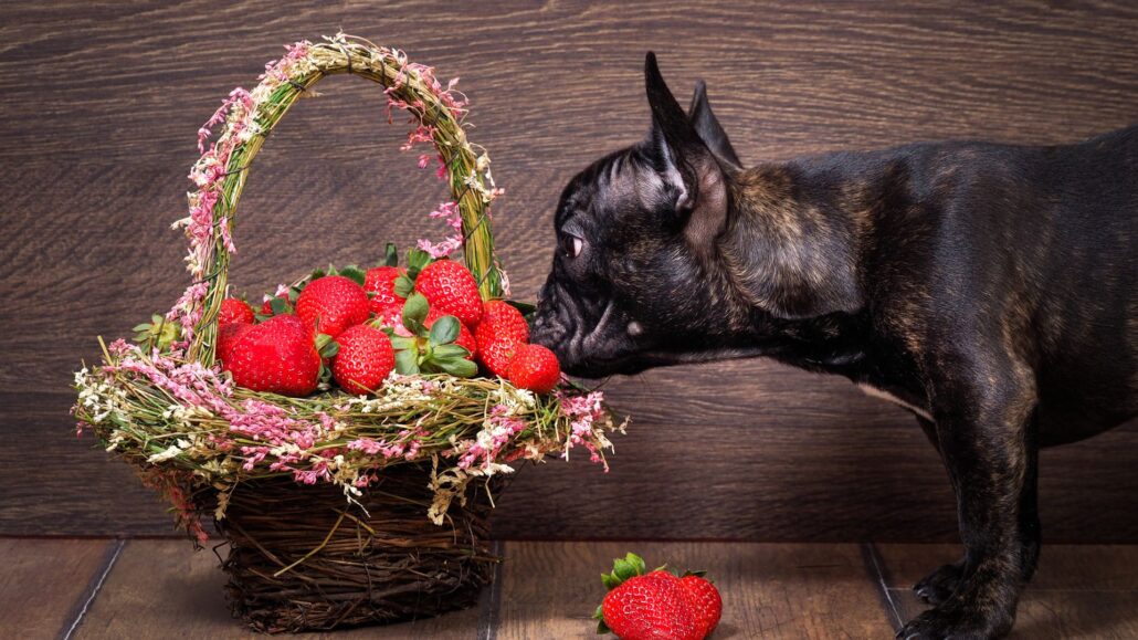 a dog can eat strawberries