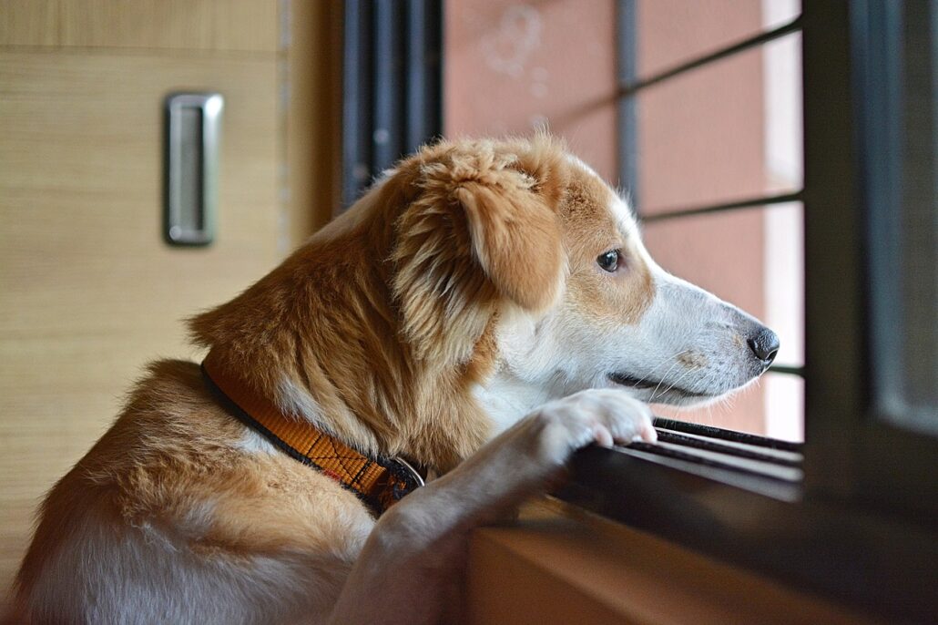 Depresión canina