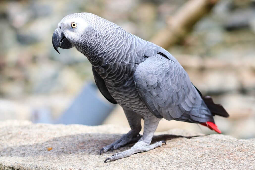 aves que mejor se comunican