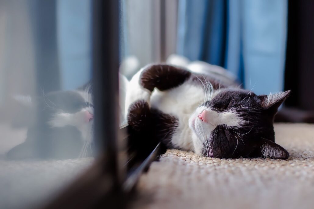 dejar solo a un gato