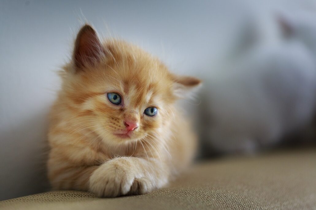 gatos amasan