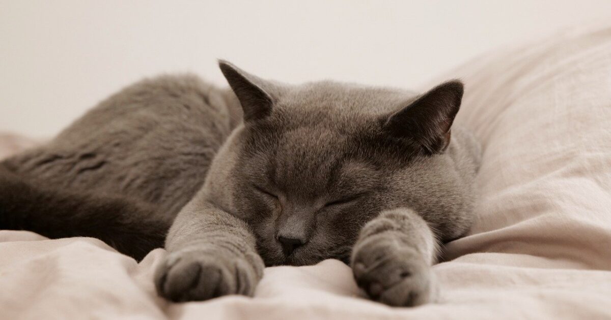 5 razones por las que a los gatos les gusta dormir encima tuyo - Mundo