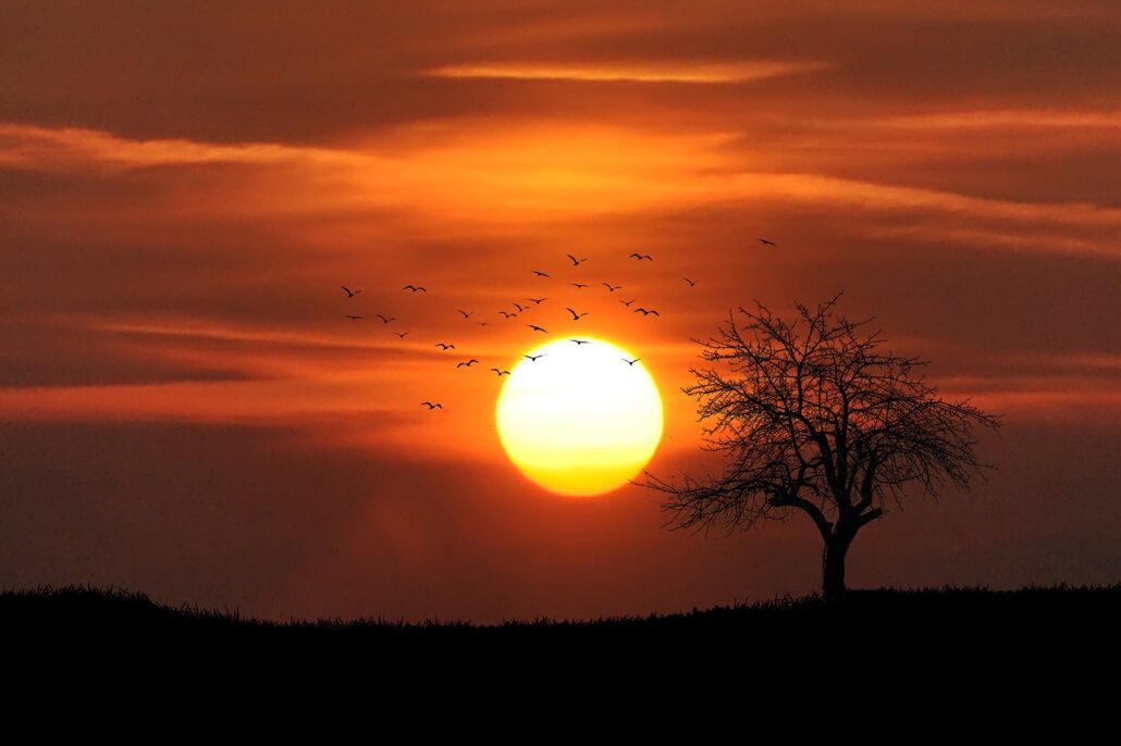 migran las aves