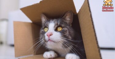 4 razones por las que los gatos adoran las cajas de cartón