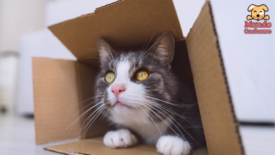 4 razones por las que los gatos adoran las cajas de cartón