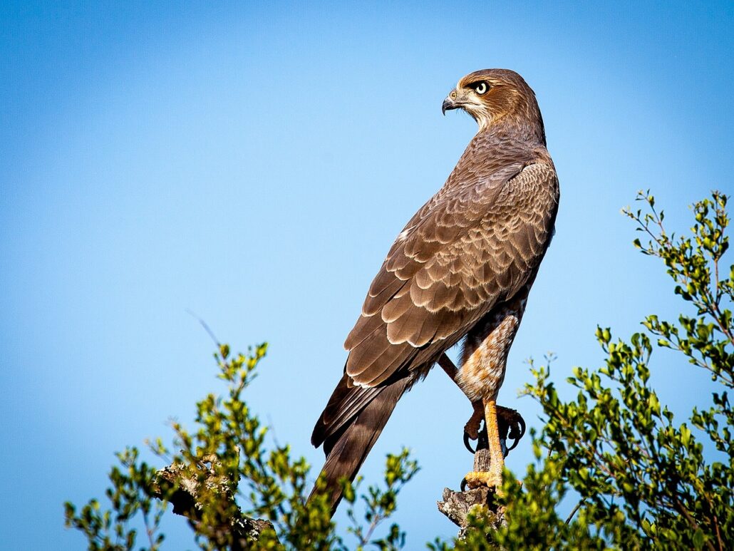 aves no puedes tener