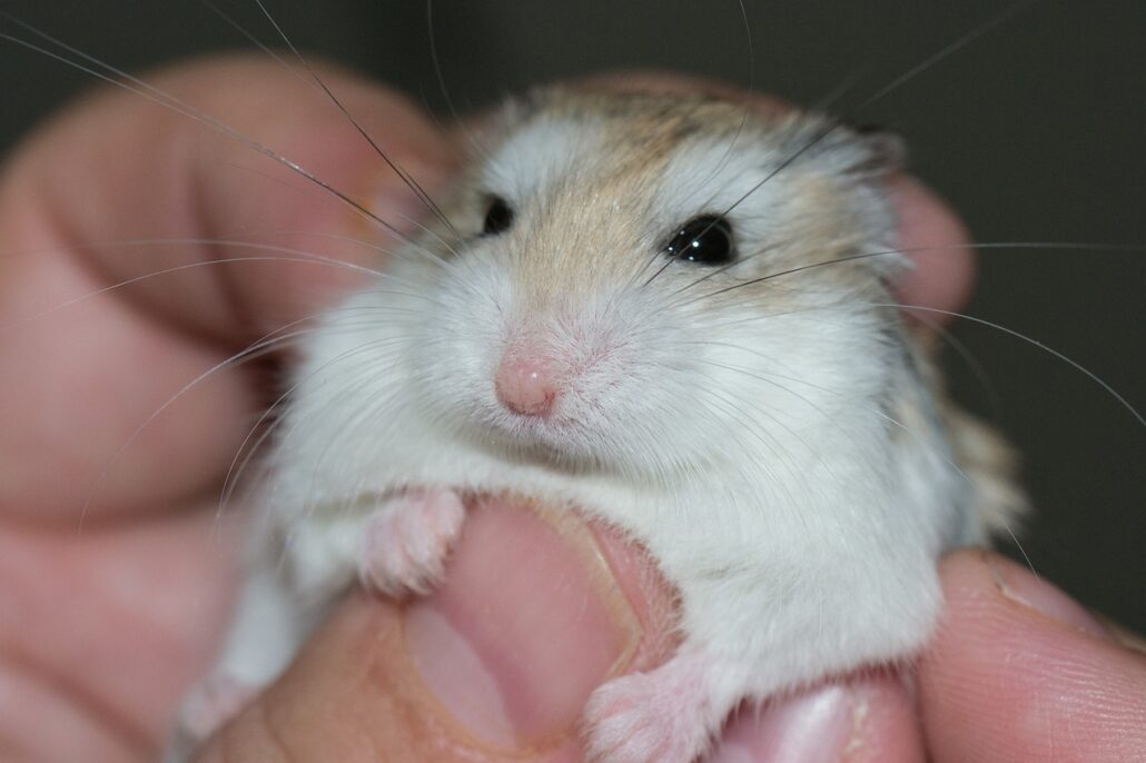 hámster de mascota