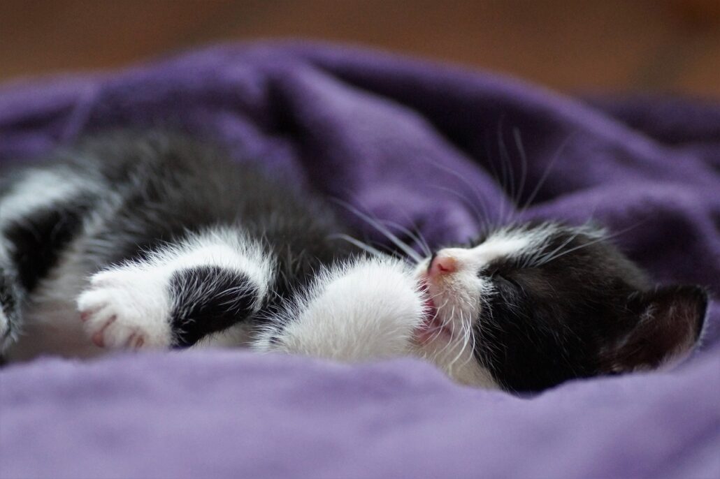 les gusta dormir