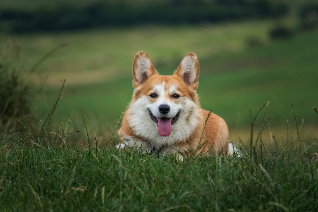 mal aliento de tu perro