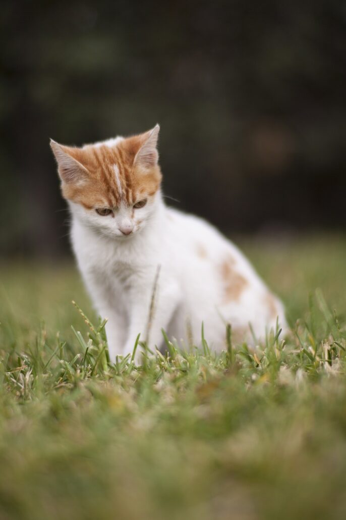 más comunes en gatos