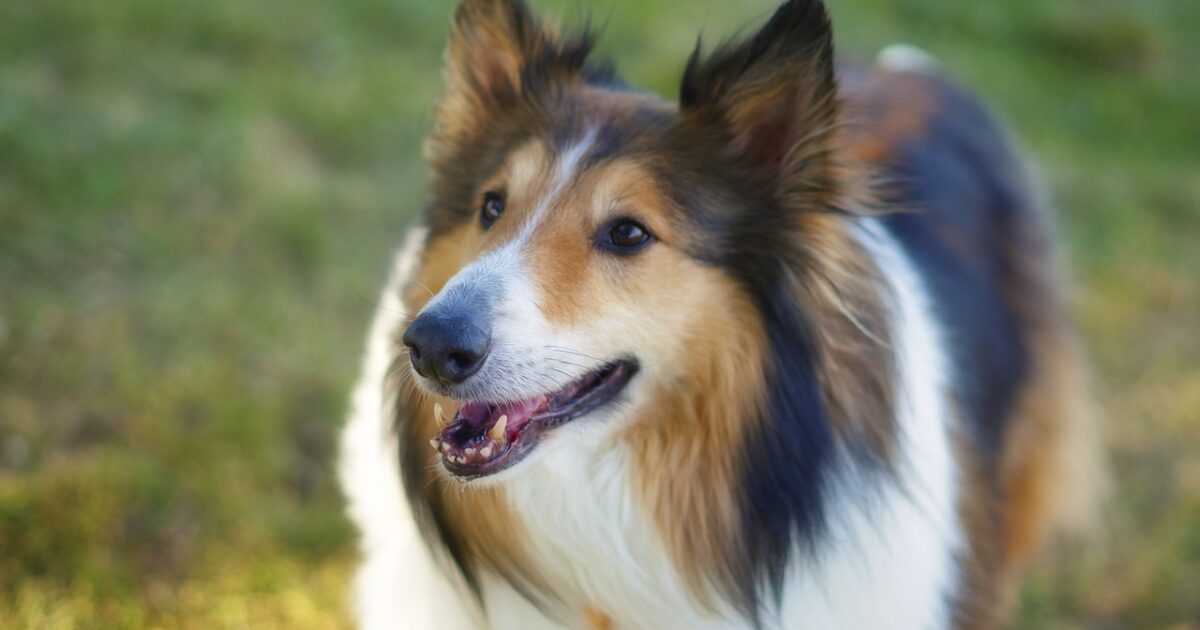 Conoce son las razas de perros más cariñosas - Mundo Cachorro