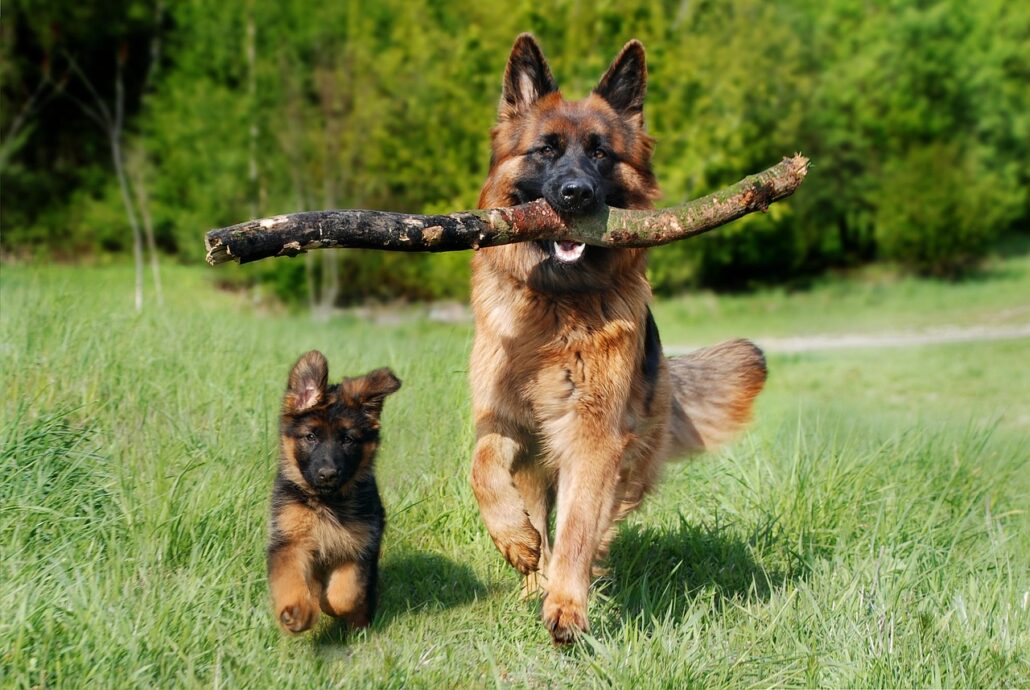 aƱos caninos